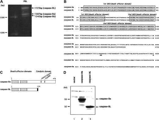 Fig. 1. Molecular cloning and deduced amino acid sequences of caspase-8L. / (A) Identification of caspase-8L, -8a, and -8b in human PBLs by RT-PCR analysis. The total RNA from the PBLs of a healthy human individual were reverse transcribed and then amplified by PCR with primers encompassing the entire coding region of caspase-8a and -8b. The resulting RT-PCR products were resolved on 1.2% agarose gel and visualized by ethidium bromide staining. In addition to 2 expected bands (1587 bp and 1542 bp) representing caspase-8a and -8b, a long amplification product, representing caspase-8L, was identified (1723 bp). (B) Deduced amino acid sequence of caspase-8L compared with caspase-8a (GenBank accession number X98172). The DEDs are shaded. Amino acids that were implicated for the catalytic activity of caspase-8a are marked by ● below the alignment. Caspase-8L, a splice variant of caspase-8a, is truncated at amino acid residue 276, including C-terminal 8 amino acids different from caspase-8a (italics). The C-termini of these proteins are denoted by asterisks. (C) Molecular structures of caspase-8a and -8L are shown schematically. The DEDs are denoted by the checked areas. The catalytic cysteine residue and amino acids that were implicated in catalytic activity are indicated by ●. Amino acid residues in the unique C-terminal sequences of caspase-8L are heavily shaded. (D) Western blots of in vitro–translated caspase-8a and -8L. Full-length cDNA fragments encoding caspase-8a and -8L were subcloned into pcDNA3 and in vitro translated as described. The translated products (caspase-8a, 2 μL; caspase-8L, 4μL) were fractionated on 10% SDS-PAGE, transferred to nitrocellulose membrane, and visualized as described. In lane 1, an empty vector (pcDNA3) was in vitro translated and analyzed as a negative control.
