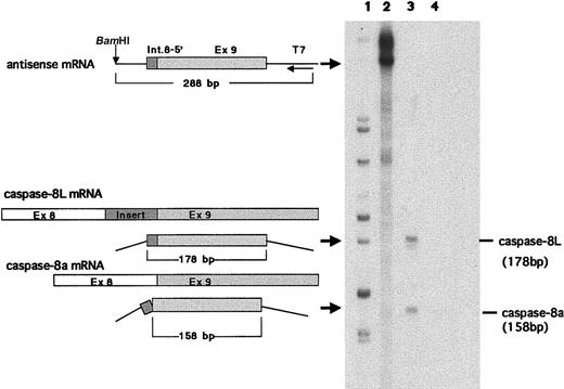 Fig. 3. RNase protection assay in human PBLs. / An RNase protection assay was performed as described. Antisense mRNA for probe (288 bp), part of caspase-8L mRNA, caspase-8a mRNA, and protected bands (178 bp and 158 bp) are schematically shown on the left. The probe includes a portion of 136 bp insertion and a portion of exon 9. Lane 1, size marker; lane 2, an undigested probe; lane 3, a probe digested after hybridization with 20 μg RNA of PBLs from a healthy human individual; lane 4, probe digested after hybridization with 20 μg tRNA (negative control). The base pair length demonstrated on the right was derived from sequencing reactions.