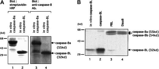 Fig. 4. Expression analysis of caspase-8L protein in human PBLs. / (A) To test an anti–human caspase-8 polyclonal antibody directed against the N-terminus of caspase-8 (BD Pharmingen) for its capacity to detect caspase-8L, in vitro–translated caspase-8a (lanes 1 and 3) and -8L (lanes 2 and 4) were analyzed by SDS-PAGE. The reaction mixtures (2 μL for caspase-8a, 4 μL for caspase-8L) were separated on 10% SDS-PAGE, transferred to nitrocellulose membranes, and detected by HRP-conjugated streptavidin (left column) or by anti–human caspase-8 antibody (right column). They are revealed by Transcend Chemiluminescent Non-Radioactive Translation Detection System (Promega) (left column) or by HRP-conjugated secondary antibody and the ECL reagents (Amersham Pharmacia Biotech). (B) A Western blot analysis of the expression of caspase-8a, -8b, and -8L on resting human PBLs. In vitro–translated caspase-8L (lane 1) and cellular extracts from COS-7 cells transfected with a construct encoding caspase-8L (lane 2), human PBLs (lane 3), and Daudi cells (lane 4) were fractionated by 10% SDS-PAGE and transferred to a nitrocellulose membrane. Next, the membrane was probed with anti–human caspase-8 polyclonal antibody (BD Pharmingen) and visualized with secondary antibody as described above. The positions of molecular mass markers (in kilodaltons) are shown on the left in all panels.