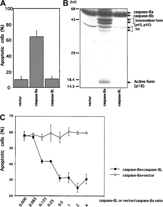 Fig. 5. Cell death mediation by caspase-8a and -8L and inhibitory role of caspase-8L in MCF-7 cell lines. / (A) MCF-7 cells were transiently transfected with 1.5 μg β-galactosidase expression vector (pcDNA3.1/His/LacZ, Invitrogen) plus 1.0 μg empty vector (pcDNA3.1/HisA, Invitrogen), caspase-8a, and caspase-8L expression vector as described in “Material and methods.” Twenty-three hours after transfection, the extent of cell death was quantified by determining the portion of β-galactosidase–expressing cells exhibiting apoptotic morphology. They are expressed as the mean percentage of the blue cells exhibiting signs of apoptosis as a fraction of the total number of blue cells counted (about 200 cells per sample). (B) MCF-7 cells were transiently transfected with empty vector, caspase-8a, and caspase-8L expression vector using LipofectAMINE (Life Technologies) as described in “Materials and methods.” Twenty-three hours after transfection, cell lysates were fractionated by SDS-PAGE and blotted with anti–human caspase-8 antibody (MBL), which could detect intermediate form (p43 and p42) and active form (p18) caspase-8. NS indicates nonspecific bands. (C) A total of 0.5 μg caspase-8a expression vector plus various amounts of empty vector or caspase-8L expression vector were transiently transfected with 0.75 μg β-galactosidase expression vector into MCF-7 cells. The ratios of vector or caspase-8L to caspase-8a are indicated on the bottom of the graph. Twenty-three hours after transfection, apoptotic cells were determined as described in “Materials and methods.” In each experiment, the data are from 3 independent experiments. The bar indicates the SE.