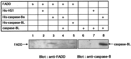 Fig. 7. In vitro interaction of caspase-8L with FADD and caspase-8a and the inhibition of the binding of caspase-8a to FADD by caspase-8L. / HS1, caspase-8a, and caspase-8L fused at its N-terminus with the polyhistidine epitope (His) were generated by in vitro translation (denoted His-HS1, His–caspase-8a, and His–caspase-8L, respectively). FADD and caspase-8L (not tagged) were also prepared by in vitro translation (denoted FADD, caspase-8L, respectively). His-tagged proteins were incubated with Ni-NTA Magnetic Agarose Beads overnight. Ni-NTA beads bearing His-tagged proteins were washed and resuspended in protein reaction buffer. Next, 50 μL in vitro–translated FADD or caspase-8L was added to each reaction mixture. After 2 hours' incubation, the beads were collected on a magnetic separator. After washing, the bound proteins were eluted by adding 50 μL SDS-PAGE buffer, analyzed by SDS-PAGE, and detected with anti-FADD monoclonal antibody (MBL) (lanes 1-5) or with anti–caspase-8 polyclonal antibody (lanes 6-8). For the blocking experiment (lane 4), His–caspase-8 bearing Ni-NTA beads were incubated with in vitro–translated FADD in the presence of 50 μL translated caspase-8L. In vitro–translated FADD (lane 1) or caspase-8L (lane 6) were incubated with Ni-NTA beads to exclude nonspecific binding of FADD or caspase-8L to Ni-NTA beads. The bands corresponding to FADD or caspase-8L are indicated by arrows.