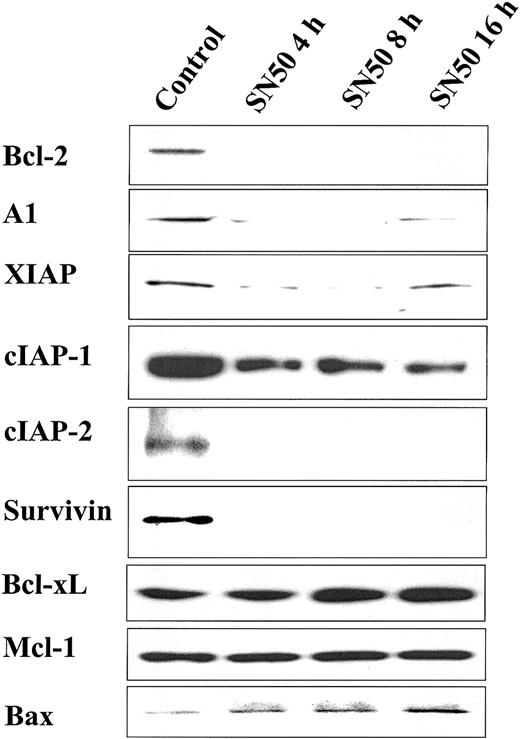 Fig. 3. Effect of NF-κB inhibition on expression of apoptosis inhibitors. / NF-κB inhibition decreases expression of apoptosis inhibitors. Immunoblotting analysis for apoptosis regulators in cell lysates of MM.1S cells treated with SN50 (20 μM) for 0, 4, 8, or 16 hours. SN50 rapidly decreased protein expression of Bcl-2, A1, XIAP, cIAP-1, cIAP-2, and survivin. In contrast, Mcl-1 and BclxL protein levels were not changed. Moreover, SN50 up-regulated the expression of the proapoptotic Bax protein.