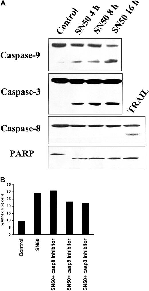 Fig. 5. Activation of caspases by NF-κB inhibition. / (A) Immunoblotting analysis for caspase-9, caspase-3, and caspase-8, as well as PARP, was performed in lysates of MM.1S cells treated with SN50 (20 μM) for 0, 4, 8, or 16 hours. Treatment with SN50 induced cleavage of caspase-9, caspase-3, and PARP. In contrast, no cleavage of caspase-8 was detected upon SN50 treatment. TRAIL/Apo2L (300 ng/mL for 5 hours) induced caspase-8 cleavage, as in our prior studies,40 and served as a positive control. (B) Annexin V–PI staining was performed to quantify phosphatidylserine externalization in MM.1S cells treated with or without SN50 (20 μM) for 4 hours, in the presence or absence of specific inhibitors for caspase-3, caspase-8, and caspase-9. The caspase-9 inhibitor LEHD-FMK and the caspase-3 inhibitor DEVD-FMK partially blocked SN50-induced cell death, whereas the caspase-8 inhibitor IETD-FMK had no effect.
