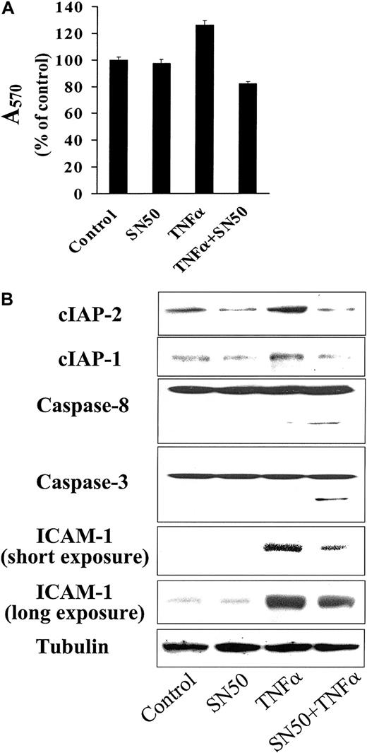Fig. 7. Effect of NF-κB activity on TNF-α–induced signaling. / TNF-α–induced signaling is modulated by the activity of NF-κB. (A) Cell viability (mean ± SD) was assayed by MTT in MM.1S cells treated with or without TNF-α (50 ng/mL), in the presence or absence of SN50 (10 μM) for 18 hours. Data shown (absorbance at 570 nm, mean ± SD) are representative of 3 experiments. In MM.1S cells pretreated with SN50, TNF-α induced apoptosis, rather than cell growth. (B) This was evidenced by cleavage and activation of caspase-8 and downstream caspase-3 and was associated with down-regulation of expression of the caspase-8 inhibitory proteins cIAP-1 and cIAP-2 In contrast, TNF-α alone up-regulated cIAP-1 and cIAP-2 expression. Moreover, TNF-α up-regulated adhesion molecule intercellular adhesion molecule–1 (ICAM-1) expression, and SN50 blocked this effect.