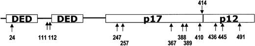 Fig. 2. Schematic organization of caspase 10 cDNA. / The positions of the predicted amino acid changes of the detectedCASP1010 mutations are indicated by arrows, and their amino acid numbers are presented under the corresponding arrows.