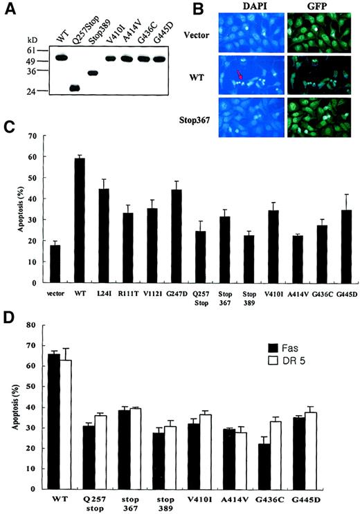 Fig. 3. Defective apoptotic activities of tumor-derived. / CASP10 mutants. (A) Myc-tagged expression constructs of wild-type (WT) CASP10 or tumor-derived CASP10mutants were transfected into 293 cells. Cell lysates were immunoblotted with anti-Myc antibody. (B) The 293 cells were transfected with 1.3 μg wild-type (WT) caspase 10, Stop367, or vector only, together with 0.2 μg of pEGEF. Twenty-four hours after transfection, cell were fixed in 10% methanol for 15 minutes, and stained with 1 μg/mL DAPI for 15 minutes, and the nuclei were examined by fluorescence microscopy. Arrow indicates apoptotic cells with condensed nuclei. Original magnification × 400. (C) The percentage of apoptosis was measured 48 hours later by DAPI staining (mean ± SD; n = 4). The 293 cells were cotransfected with Fas and TRAIL receptor 2 constructs and a 4-fold excess of each mutant caspase 10. Cell death was analyzed as described in panel B.