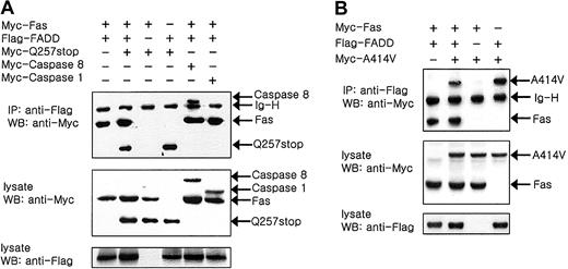 Fig. 4. Recruitment of. / CASP10 mutants to DISC. The 293 cells were cotransfected with expression constructs for human Myc-Fas and Flag-FADD either with the Myc-Q257stop mutant (A) or the Myc-A414V mutant (B) as indicated. The transfected cells were harvested and lysed 2 days later and immunoprecipitated with anti-Flag antibodies and sequentially immunoblotted with anti-Myc antibodies as indicated. Aliquots of the same lysates (normalized for total protein content) were also analyzed directly by SDS-PAGE/immunoblotting as indicated. IP indicates immunoprecipitation; WB, Western blotting.