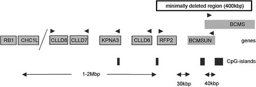 Fig. 1. Overview of the genes and CpG islands localized in the critical region at chromosomal band 13q14.3 in B-CLL. / Several genes and CpG islands localized at chromosomal band 13q14.3 in the vicinity of the minimally deleted region were tested for expression and methylation. Arrowheads indicate direction of genes. Diagram is not drawn to scale.