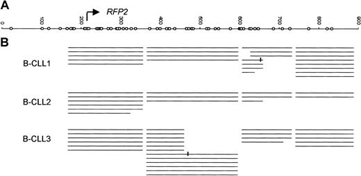Fig. 7. Bisulfite sequencing of the CpG island associated with the. / RFP2 gene in 3 B-CLL patients. DNA was bisulfite-converted, PCR-amplified, and cloned, and single clones were sequenced. (A) In the genomic sequence of the 5′ end of theRFP2 gene, the transcription start of RFP2 is shown as an arrow, CpG doublets are depicted as open circles and numbers are bp. (B) Sequences of clones are shown as lines and methylated cytosines as vertical lines.