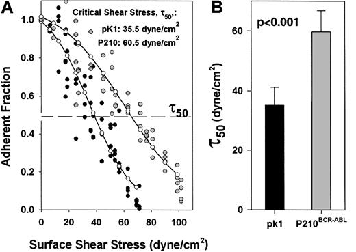 Fig. 2. Expression of P210BCR-ABL increases adhesion to fibronectin compared to control pK1 cells. / (A) Fraction of adherent cells after a 10-minute spin is plotted versus surface shear stress, τ, for P210BCR-ABL() or pK1 control cells (●). A higher proportion of P210BCR-ABLcells remain attached at nearly every given shear stress compared to pK1 cells suggesting that P210BCR-ABL leads to increased binding to fibronectin. (–○–) represents a curve fitted to the experimental points for P210BCR-ABL or vector control pK1. The dashed line represents an adherent fraction of 0.5. The critical shear stress (τ50) is defined as the point on the abscissa (shear stress) that corresponds to an adherent fraction of 0.5 along the fitted curve. (B) τ50 was determined for spins with cells expressing P210BCR-ABL (n = 5) or pK1 control (n = 12), indicating that an average of 1.7 times as much force is needed to detach 50% of P210BCR-ABL–expressing cells from fibronectin compared to pK1 cells (P < .001). Nonspecific binding between P210BCR-ABL 32D cells to BSA matrices was minimal and similar to pK1 32D control cells (data not shown).