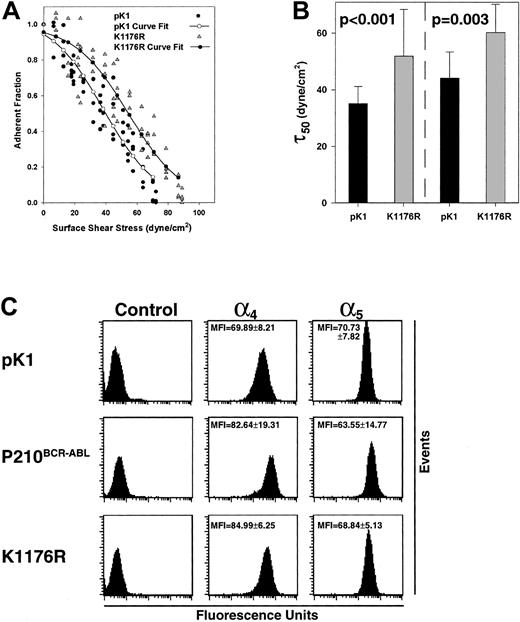 Fig. 3. The kinase dead mutant retains the ability to induce P210BCR-ABL–mediated elevated adhesion. / (A) The profile of a typical spin using K1176R () expressing 32D cells is depicted along with pK1 control cells for comparison (●). (–●–) represents a curve fitted to the experimental points for K1176R while (–○–) represent a curve fitted to the experimental points for pK1 cells. (B) The critical shear stress was calculated for a series of spins using 2 independent populations of cells (left, right) expressing pK1 (n = 12 from Figure 2B, n = 8) or K1176R (n = 18, n = 9) and shows that adhesion is increased in the absence of kinase activity (P < .001,P = .003). Nonspecific binding between K1176R 32D cells to BSA matrices was minimal and similar to pK1 32D control cells (data not shown). (C) Measurement of α4β1- and α5β1-integrin expression in transduced cells 32D. Surface expression of α4- and α5-integrin subunits (corresponding to the α4β1 and α5β1integrins that bind fibronectin) in pK1-, P210BCR-ABL–, or K1176R-transduced cells 32D are displayed. Cells stained with the secondary phycoerythrin-conjugated antibody alone are shown as negative controls. The studies were performed in triplicate, and the MFI and SDs are shown. Representative histograms showing the level of integrin expression are presented.