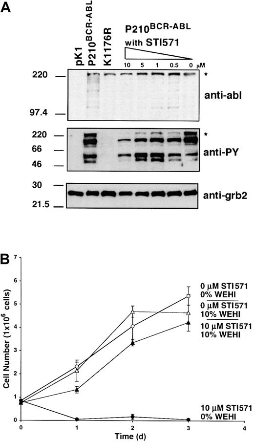 Fig. 4. Treatment of wild-type P210BCR-ABL–expressing cells with 10 μM STI571 overnight reverses the IL-3 independence and decreases phosphotyrosine levels but does not affect P210BCR-ABL expression. / (A) Western blots of whole cell lysates showing expression of P210BCR-ABL and phosphotyrosine expression in pK1 control, untreated P210BCR-ABL, K1176R, or P210BCR-ABLcells treated overnight with 10, 5, 1, 0.5, or 0 μM STI571. The BCR-ABL–specific band is indicated by an asterisk. Expression of grb2 was used as a loading control. (B) P210BCR-ABL 32D cells were allowed to proliferate in triplicate in media containing (▴, ▵) or free (●, ○) from WEHI as a source of IL-3 and were treated with (▴, ●) or without (▵, ○) 10 μM STI571, as indicated. Cell viability was determined by trypan blue exclusion. The 32D cells expressing P210BCR-ABL proliferate in the absence of IL-3, but die if treated with STI571. However, cells treated with STI571 remain viable if supplemented with IL-3 showing that STI571 is not toxic at the levels used.