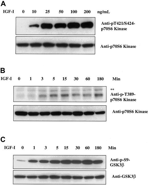 Fig. 1. Effect of IGF-I on p70S6 kinase and GSK3β. / IGF-I induces phosphorylation of p70S6 kinase and GSK3β. H929 cells were cultured in serum-free growth medium for 16 hours and then stimulated with increasing concentrations of IGF-I (1-200 ng/mL) for 5 minutes (panel A) or with 100 ng/mL IGF-I for times indicated (panels B and C). Cell lysates were resolved on 8% SDS-polyacrylamide gels. Protein was transferred to membranes and blotted with the indicated antibodies. The upper band (**) in panel B designates the phosphorylated form of p85S6 kinase, an isoform of p70S6 kinase.