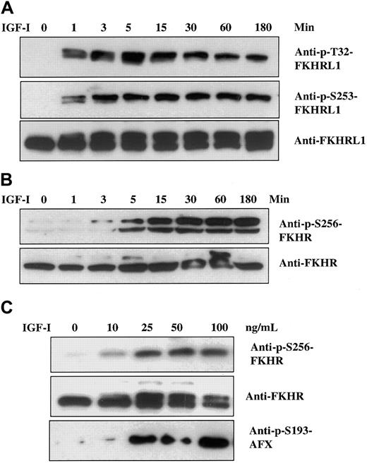 Fig. 2. Effect of IGF-I on Forkhead transcription factors. / IGF-I induces time- and dose-dependent phosphorylation of Forkhead transcription factors FKHRL1, FKHR, and AFX. H929 cells were cultured in serum-free medium for 16 hours and stimulated with 100 ng/mL IGF-I for indicated times (panels A and B) or increasing concentrations of IGF-I (1 to 100 ng/mL) for 5 minutes (panel C). Cell lysates were analyzed as described in Figure 1 with the use of the antibodies indicated. Anti-FKHRL1 recognizes 2 bands, of which the upper band represents the phosphorylated form.