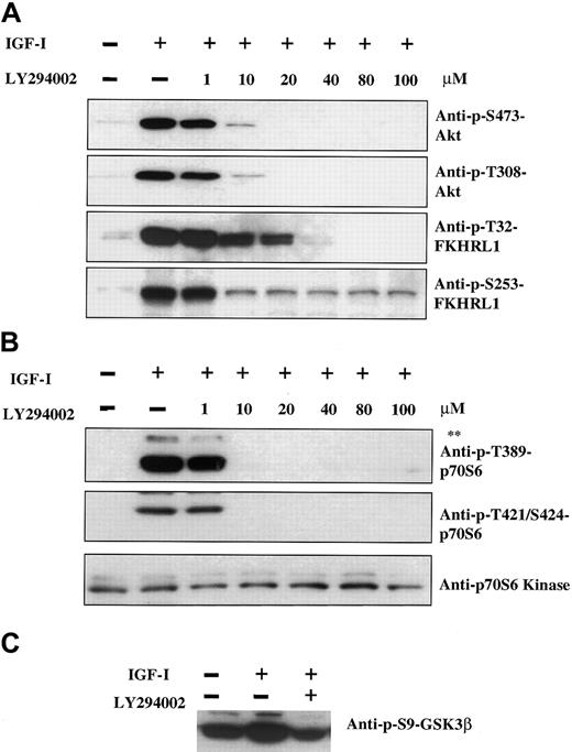Fig. 3. Pathway by which IGF-I induces phosphorylation of Akt, FKHRL1, p70S6 kinase, and GSK3β. / IGF-I induces phosphorylation of Akt, FKHRL1, p70S6 kinase, and GSK3β via the PI-3K pathway. H929 cells were cultured in serum-free medium for 16 hours and pretreated with increasing concentrations of the PI-3K inhibitor LY294002 (1 to 100 μM) prior to stimulation with IGF-I (100 ng/mL, 5 minutes). Cell lysates were analyzed as described in Figure 1with the use of antibodies indicated. The upper band (**) in panel B represents phosphorylated p85S6 kinase as described in Figure1.