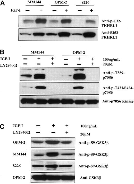 Fig. 4. IGF-I induction of phosphorylation of FKHRL1, p70S6 kinase, and GSK3β in other MM cell lines. / IGF-I induces phosphorylation of FKHRL1, p70S6 kinase, and GSK3β via the PI-3K pathway in other MM cell lines. Cells from MM144, OPM-2, and RPMI8226 were cultured in media without serum for 16 hours and left untreated (panel A) or treated with the PI-3K inhibitor LY294002 (20 μM) (panels B, C). Cells were then stimulated with IGF-I (100 ng/mL) for 5 minutes and lysates were analyzed as in Figure 1 with the use of the indicated antibodies.