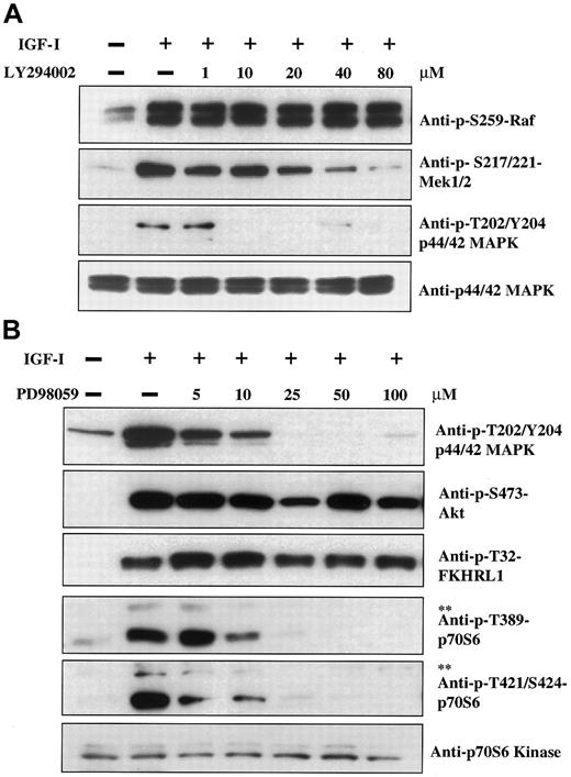 Fig. 5. Cross-talk between the PI-3K and MAPK pathways and MAPK regulation of p70S6 kinase. / H929 cells were cultured in serum-free medium for 16 hours followed by treatment for 1 hour with increasing concentrations of the PI-3K inhibitor LY294002 (panel A) or the MAPK (Mek1/2) inhibitor PD98059 (panel B). Cells were then stimulated with IGF-I (100 ng/mL, 5 minutes) and lysates were analyzed as described in Figure 1 by use of the indicated antibodies. The upper band (**) in panel B designates phosphorylated p85S6 kinase as described in Figure 3.