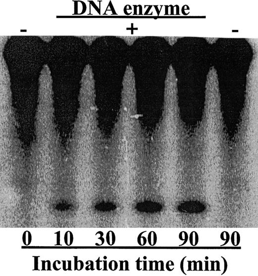 Fig. 1. The DNA enzyme efficiently cleaved its target mRNA–Raf-1. / The DNA enzyme was incubated with internally labeled 770 nt mRNA–Raf-1. Samples were taken at indicated time points and then analyzed with 10% polyacrylamide gel. The active DNA enzyme degraded 32P internally labeled mRNA–Raf-1 in vitro. No enzyme was added in the left and right lanes. The upper bands represent the Raf-1 mRNA, while the lower bands represent the 5′-cleavage product.