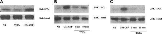 Fig. 2. GM-CSF, but not TNF-α, increased Raf-1 activation in JMML cells. / (A) Raf-1 was constitutively phosphorylated in JMML cells, and this activation was further enhanced upon adding GM-CSF (5 minutes, 10 ng/mL), but not TNF-α (5 minutes, 10 ng/mL). Similarly, the weak but constitutive activation of the MAPKs ERK-1 (B) and JNK-1 (C) was increased upon addition of GM-CSF (10 ng/mL, 5 minutes), but not TNF-α (10 ng/mL). The data are from immunoprecipitated proteins of JMML cell lysates and combined with Western blotting of their phosphorylated forms (denoted PO4). The total amounts of the proteins were equal (bottom lanes). The data are from one experiment on one JMML case and are representative of 7 other JMML cases.