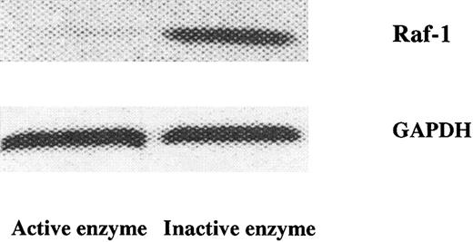 Fig. 4. DNA enzyme–mediated catabolism of mRNA–Raf-1 in JMML cells. / The active, but not the inactive, DNA enzyme (1 μg/mL) reduced mRNA–Raf-1 in JMML cells. The control mRNA-GAPDH did not change appreciably upon enzyme treatment. The results were obtained from RNAse protection assays and are from one experiment on one JMML case and representative of 7 other JMML cases.