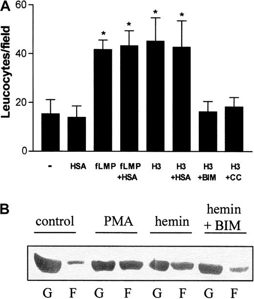 Fig. 2. Hemin induces human neutrophil chemotaxis and actin polymerization. / (A) The effect of hemin on neutrophil chemotaxis was evaluated in a Boyden chamber. To stimulate PMN chemotaxis, we added either 10−7 M N-formyl-methionyl-leucyl-phenylalanine, 3 μM hemin (H3), 3 μM hemin + 10 nM BIM (H3 + BIM), or 3 μM hemin + 50 nM calphostin C (H3 + CC) to the bottom wells. Some groups were stimulated to migrate in the presence of 1% human serum albumin (+HSA). Neutrophils were added to the top wells and incubated for 1 hour at 37°C under 5% CO2. After that, the filter was removed from the chamber and processed for neutrophil quantification as described in “Materials and methods.” Results are expressed as mean ± SD and are representative of 3 different experiments performed in triplicate for each sample. *P < .01. (B) Neutrophils were treated for 1 hour with 10 μM hemin in the presence (hemin + BIM) or absence (hemin) of 10 nM BIM or 100 nM PMA (PMA). The control group received only vehicle as treatment (control). After that, cells were lysed and the presence of actin in the Triton-soluble cytosolic fraction (G) and in the Triton-insoluble cytoskeleton fraction (F) was analyzed in each group by Western blot.