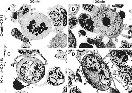 Fig. 4. Effect of function-blocking mAbs against Mac-1 (CD11b/CD18) on spreading, adhesion, and cytolysis by PMN with hu14.18/GM-CSF. / ADCC with hu14.18/GM-CSF was as described in Figure 3 except that function-blocking mAbs were added just before the addition of hu14.18/GM-CSF. ADCC was performed in the presence of anti-CD18 7E4mAb (10 μg/mL) for (A) 30 minutes and (B) 120 minutes or anti-CD11b 2LPM19C mAb (10 μg/mL) for (C) 30 minutes and (D) 120 minutes. Electron micrographs were taken with an original magnification of × 5400.