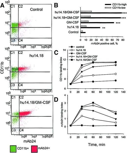 Fig. 5. Expression and activation of Mac-1 during PMN ADCC. / (A) PMNs and DiD-labeled neuroblastoma cells were incubated alone (control), with hu14.18, or with hu14.18/GM-CSF, and flow cytometry analyses were performed at 30, 60, and 120 minutes. In the example shown, expression of CD11b and the β2-integrin activation epitope were analyzed 60 minutes after the initiation of ADCC with FITC–anti-CD11b (the nonblocking Bear-1 mAb) and mAb24 (+ PE–antimouse IgG), respectively. (B) The percentage of mAb24-positive cells in PMN subpopulations expressing high or low levels of CD11b after 60 minutes of ADCC was determined by gating on these distinct subsets. Binding index (% positive cells × mean fluorescence channel/100) for (C) CD11b and (D) mAb24 was calculated at indicated times. Significant differences compared to controls are indicated by ** for P < .01 and *** for P < .001 (ANOVA). Data are from 1 of 3 experiments that provided similar results.