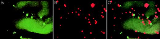 Fig. 4. Representative intravital micrographs showing specific accumulation of anti–VCAM-1 beads and control beads in nonirradiated BM. / Equivalent numbers of control and specific mAb-coated beads were injected into the carotid artery, and beads bound to the luminal surface of the vessel wall were counted 10 to 15 minutes later using appropriate filters. (A) Accumulation of control beads (YG) in nonirradiated BM microvessels. (B) Binding of anti–VCAM-1–coated beads (NR) in nonirradiated BM microvessels (same field of view), providing evidence for constitutive expression of VCAM-1 on BM ECs. Because this field was recorded through a filter set optimized for red (rhodamine) fluorescence, the autofluorescence of extravascular tissue was much lower than in panel A, which was recorded through an FITC filter set. Thus, the outline of BM microvessels is undetectable in panel B. (C) Computer-generated overlay of panels A and B. The ratio of specific/nonspecific bead binding in this experiment was 3.7. The variability in apparent size of different beads was due, in part, to the blurring of individual beads located out of the focal plane and, in part, because some signal bleeding occurred when using SIT cameras to record intensely fluorescent particles. All scenes were recorded through a × 20 water immersion objective (Zeiss).