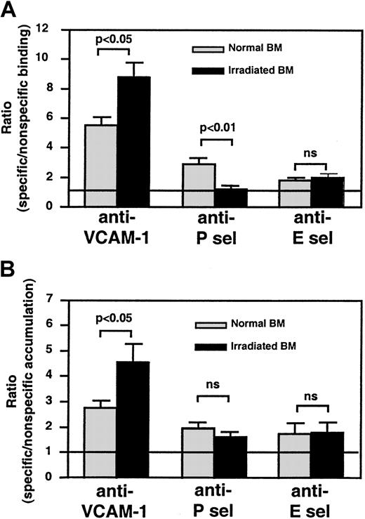 Fig. 5. Semiquantitative fluorescence bead assay to assess changes in endothelial adhesion molecule expression in BM microvessels before and after TBI. / (A) IVM experiments were performed to quantitate the ratio of specific/nonspecific bead binding in skull BM microvessels, as described in Figure 4. The ratio in nonirradiated BM microvessels was always higher than 1, indicating constitutive expression of all 3 molecules. This was most apparent for VCAM-1 (P < .005) and, to a lesser extent, P-selectin (P < .01), whereas specific binding of anti–E-selectin–coated beads was weak but statistically significant (P < .05). Bead accumulation was analyzed in 8 to 14 fields of view in each experiment. (B) For tissue-specific accumulation of beads in long bones, equal numbers of specific and nonspecific mAb-coated beads were injected into irradiated and nonirradiated mice. Animals were exsanguinated 15 minutes later and were perfused with heparinized ice-cold saline to remove intravascular blood. BM from both femora and tibiae was harvested as described in “Materials and methods,” and a single-cell suspension was produced to generate cytospins. The ratio of specific/nonspecific beads in 20 fields of view per cytospin was determined by fluorescence microscopy and, if necessary, corrected for differences in the bead input ratio; thus, a ratio of 1 (represented by line) indicates no specific binding above background. Bars represent mean ± SEM. ns indicates nonsignificant.