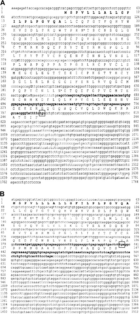 Fig. 1. cDNA nucleotide sequence of human NB1− phenotypes and deduced amino acid sequences. / (A) Patient 1 (AC AJ310433). (B) Patient 2 (AC AJ305326). Signal sequence is shown in bold letters. Potential N-linked glycosylation sites (*) are indicated. Stop codons are framed. Differences to NB1 reference sequence12 are indicated in italic and bold letters. Ly-6 (uPAR)–domains comprise aa 131-218 in patient 1 and aa 43-124 in patient 2.