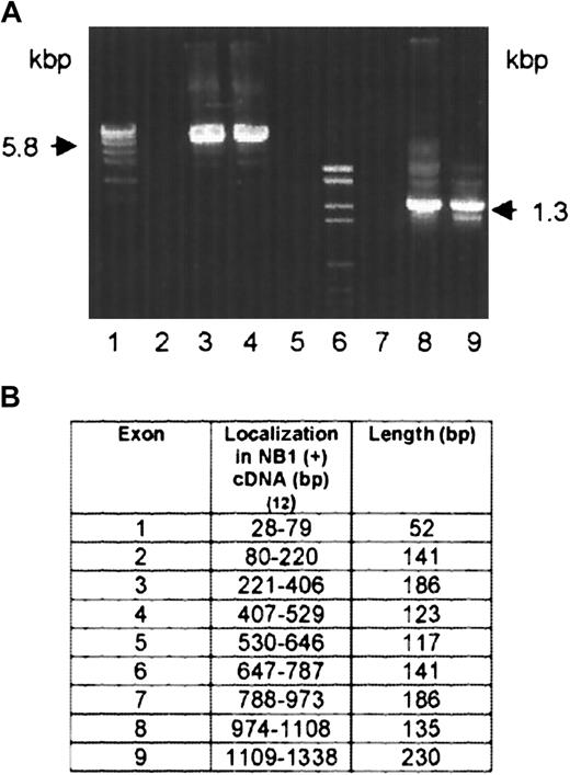 Fig. 2. Amplification of NB1-genomic fragments by PCR and exon organization of NB1 cDNA. / (A) Primers were numbered according to the NB1 cDNA reference sequence.12 5.8 kbp fragment: FP1 (409-426) and reverse primer RP1 (859-879) (lanes 2-4). 1.3 kbp fragment: FP2 (329-348) and RP 2 (416-436) (lanes 7-9). Lanes 4 and 9: NB1− patient 1 and patient 2, respectively. Lanes 3 and 8: NB1-expressing healthy persons. Lanes 1 and 6: molecular weight standards. Lanes 2 and 7: negative controls. (B) Genomic DNA from NB1+ and NB1− patients was amplified by PCR and sequenced. Exon–intron borders were determined according to the NB1 cDNA reference sequence12 and dinucleotides gt/ag at the intron termini.