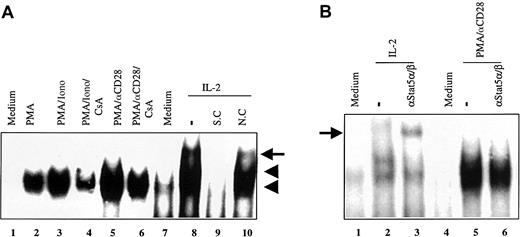 Fig. 2. EMSA using consensus Stat-binding site from FcγRI promoter. / (A) Nuclear extracts (5 μg) from peripheral blood T cells treated with medium alone (lane 1), PMA (lane 2), PMA/ionomycin (lane 3), PMA/ionomycin/CsA (lane 4), PMA/αCD28 (lane 5), and PMA/αCD28/CsA (lane 6) for 20 hours were used in EMSA. Nuclear extracts from preactivated T cells treated with medium alone (lane 7) and with IL-2 (100 U/mL; lane 8) were also used in the EMSA. 32P-labeled Stat-binding site from FcγRI promoter was used as a probe. Lanes 9 and 10 represent competition assays using an unlabeled oligonucleotide corresponding to the promoter sequence as a specific competitor (S.C.), and an oligonucleotide corresponding to the IFN-γ promoter sequence as a nonspecific competitor (N.C.). The arrowheads represent the specific bands, and the arrow indicates the nonspecific band. (B) Supershift assay using nuclear extracts from either preactivated T cells treated with medium alone (lane 1), and IL-2 (lanes 2-3), or T cells treated with medium alone (lane 4) and PMA/αCD28 (lanes 5-6). The arrow indicates the supershifted complex.