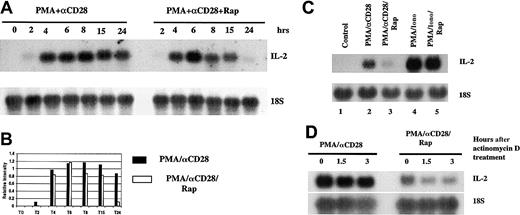 Fig. 3. Effect of rapamycin on PMA/CD28-induced IL-2 mRNA. / (A) Total RNAs (10 μg) from peripheral blood T cells treated with PMA plus αCD28 in the presence (right panel) or absence (left panel) of rapamycin for various periods of times were analyzed by Northern blot analysis (upper panel). A polymerase chain reaction–amplified fragment corresponding to a portion of IL-2 cDNA was used as a probe. The same membrane was stripped and reprobed with an 18s ribosomal RNA probe (lower panel). (B) Graphical representation of the IL-2 mRNA levels quantitated and normalized with 18S ribosomal RNA. (C) Northern blot analysis using total RNAs (10 μg) from T cells stimulated with either medium alone, PMA/αCD28, or PMA/ionomycin in the presence or absence of rapamycin for 18 hours. (D) Peripheral blood T cells were stimulated for 18 hours in the presence or absence of rapamycin. Actinomycin D was then added, and the cultures were incubated further for various periods of times. After each point cells were harvested; total RNAs were isolated and analyzed by Northern blot analysis.