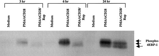 Fig. 4. Effect of rapamycin on PMA/CD28-induced phosphorylation status of 4EBP-1. / Peripheral blood T cells were treated with either medium alone, PMA/αCD28, or PMA/αCD28 plus pretreated rapamycin for various periods of times. Total cellular lysates (25 μg) were analyzed by immunoblotting with an antibody specific for phospho–4EBP-1 that is phosphorylated on Ser-65. Arrows indicate the different phosphorylated forms of 4EBP-1.