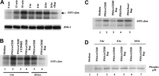 Fig. 5. Effect of rapamycin on PMA/CD28-induced JNK-1 activity. / (A) Upper panel, time course of JNK activation after PMA/CD28 stimulation. Total cellular lysates (35 μg) from peripheral blood T cells treated with PMA plus αCD28 for various periods of times were used in immunocomplex kinase assay for JNK-1 using recombinant GST-c-Jun (1-169) as substrate. The phosphorylated GST-c-Jun is indicated by an arrow. The faster migrating phosphorylated band is the shorter form of GST-c-Jun (1-169). Lower panel, equal amounts of lysates from time course analysis were analyzed by Western blot analysis using anti-JNK antibody. (B) Effect of LY294002 and rapamycin on PMA/CD28-induced JNK activity. Immunocomplex kinase assays for JNK-1 were performed using total cellular lysates (35 μg) from T cells treated with medium alone, PMA/αCD28 in the presence or absence of LY294002 or rapamycin for 1 hour, or PMA/αCD28 in the presence or absence of rapamycin for 20 hours. (C) Differential effect of rapamycin on PMA/CD28- versus PMA/ionomycin-induced JNK activity. Total cellular lysates (35 μg) from T cells treated with medium alone, PMA/αCD28 in the presence or absence of rapamycin, and PMA/ionomycin in the presence or absence of rapamycin for 18 hours were used for kinase assays. (D) Peripheral blood T cells were treated with medium alone, PMA/αCD28, or PMA/αCD28 plus pretreated rapamycin for various periods of times. Total cellular lysates (25 μg) were analyzed by immunoblotting with an antibody specific for the activated form of p38 that is phosphorylated on The-180 and Tyr-182.