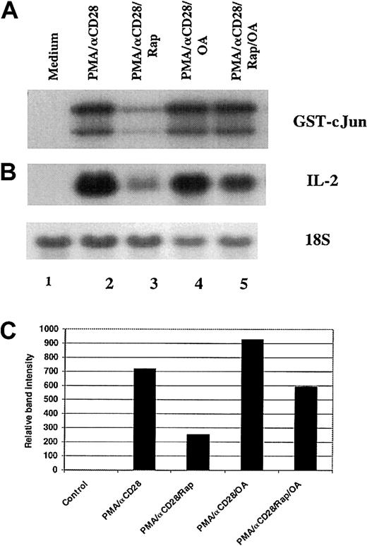 Fig. 6. Role of PP2A/PP1 in the rapamycin-mediated down-regulation of JNK-1 activity and IL-2 mRNA level. / Peripheral blood T cells were stimulated for 18 hours with either medium alone (lane 1), PMA/αCD28 in the presence (lane 3) or absence of rapamyin (lane 2), PMA/αCD28 in the presence of rapamycin plus okadaic acid (OA; lane 4), or PMAS/αCD28 in the presence of OA (lane 5). After stimulation, cells were divided into 2 groups: one half was used for cellular lysate preparation, and the other half was used to isolate total RNAs. (A) Equal amounts of cellular lysates (35 μg) were used in the immunocomplex kinase assays for JNK-1 using recombinant GST-c-Jun (1-169) as substrate. (B) Equal amounts of RNAs (10 μg) were analyzed by Northern blot analysis using a fragment of IL-2 cDNA as a probe. (C) Graphical representation of the IL-2 mRNA levels quantitated and normalized with 18S ribosomal RNA.