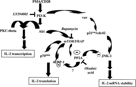 Fig. 7. Proposed model for signal transduction by PMA/CD28 stimulation. / PI3-K is activated on CD28 ligation. PI3-K then activates Akt by generating phosphatidylinositols. In association with PKC-theta, activated Akt then initiates IL-2 gene transcription. Activated Akt also modulates mTOR/FRAP, which in turn suppresses constitutively active PP2A. mTOR/FRAP is also involved in regulating the activity of p70S6K and 4EBP-1 and thus controlling IL-2 translation. In presence of rapamycin, inhibition of mTOR/FRAP activates PP2A. JNK-1 activated by PI3-K/vav/rac pathway acts to stabilize IL-2 message. Activated JNK-1 becomes the target of dephosphorylation and inactivation by activated PP2A; suppression of JNK-1 activity results in decreased IL-2 mRNA stability. Whether rapamycin-mediated dephosphorylation of 4EBP-1 is mediated by activated PP2A, as it has been shown during amino acid deprivation,51 needs to be determined.