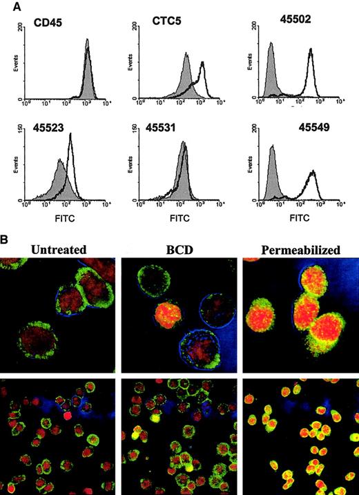 Fig. 5. Paraformaldehyde fixation prior to mAb staining enhances binding of certain epitope-specific mAbs to CCR5 on BCD-treated cells. / (A) BCD-treated CEM-R5 cells were fixed with paraformaldehyde immediately after treatment and then examined with the indicated antibodies using flow cytometric analysis. The results for untreated cells are expressed in a filled area peak and the BCD-treated cells are graphed using a solid line. (B) Untreated, 10 mM BCD-treated, or 0.1% Triton X-100 permeabilized cells were stained with anti-CCR5 (45531) and PI as described in “Materials and methods.” CCR5 staining is shown in green, nuclear PI staining is shown in red, and the blue outlines are phase-contrast overlays. Bright yellows or bright reds indicate permeabilized cells. The bottom picture shows a wider view of the cell population for each treatment. Magnification, × 630.