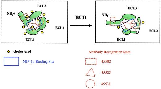Fig. 8. Model for BCD effects on CCR5 conformation. / The diagrams show CCR5 from a top view, as if looking down onto a cell membrane. Cholesterol normally interacts with transmembrane domains of CCR5, providing a relatively rigid structure capable of binding MIP-1β. Cholesterol extraction by BCD alters the overall conformation of the receptor, changing the MIP-1β binding site and epitopes required for mAb recognition. The increase in membrane fluidity is also likely to increase protein fluidity, resulting in poor mAb binding. Individual loops may also have altered conformations as a result of cholesterol extraction. With fixation, protein rigidity is restored, which in turn restores mAb binding.