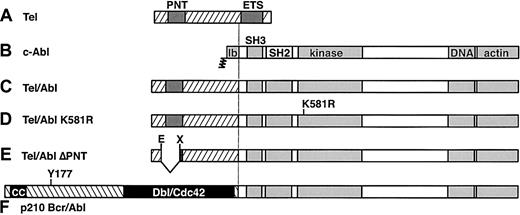 Fig. 1. Structure of Tel, Abl, and chimeric Tel-Abl and Bcr-Abl proteins. / (A) Full-length Tel (ETV6) protein of 452 amino acids, with positions of the PNT homology oligomerization domain and ETS DNA-binding domain indicated by dark shaded boxes. (B) Full-length type Ib c-Abl protein of 1142 amino acids, with NH2-terminal myristoylation site, SH3 and SH2 domains, tyrosine kinase catalytic domain, and COOH-terminal DNA- and actin-binding domains indicated by lightly shaded boxes. (C) Tel-Abl fusion protein, consisting of sequences fromTEL exons 1 to 5 (amino acids 1-336) fused to the COOH-terminal 1104 amino acids of Abl. (D) Tel-Abl K581R mutant, containing an inactivating point mutation in the Abl catalytic domain of lysine 581 to arginine. (E) Tel-Abl ΔPNT, with an inframe deletion of 76 amino acids between Eco47III and XmnI sites11 resulting in loss of most of the PNT domain. (F) The p210 Bcr-Abl fusion protein, consisting of Bcr amino acids 1 to 927 fused to the COOH-terminal 1104 amino acids of Abl, with the NH2-terminal coiled-coil (CC) domain and region of homology to Dbl-Cdc42 designated by black boxes and the location of the tyrosine 177 Grb2 binding site indicated.