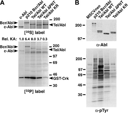 Fig. 2. Tel-Abl has increased in vitro and in vivo tyrosine kinase activity relative to p210 Bcr-Abl. / (A) In vitro kinase assay. The c-Abl, p210 Bcr-Abl, and Tel-Abl wild-type (WT; with Tel amino acids 1-336 fused to Abl), ΔPNT, and K581R (KR) proteins were labeled in vivo with35S–l-methionine, immunoprecipitated, and incubated with γ-32P–adenosine triphosphate and GST-Crk substrate. The top panel is the 35S label, indicating relative levels of expression of the different Abl proteins; the lower panel is the 32P label, showing levels of autophosphorylation of Abl proteins and transphosphorylation of the GST-Crk substrate. The Crk kinase activity of the different Abl proteins relative to c-Abl after correction for levels of expression is shown at the top. (B) In vivo kinase activity. NIH 3T3 fibroblasts were transduced with empty MSCVneo virus or MSCV virus containing p210 BCR-ABL or TEL-ABL WT, ΔPNT, or KR, and selected for G418 resistance. Lysates were analyzed by Western blotting with anti-Abl (top panel) and antiphosphotyrosine (bottom panel) antibodies.