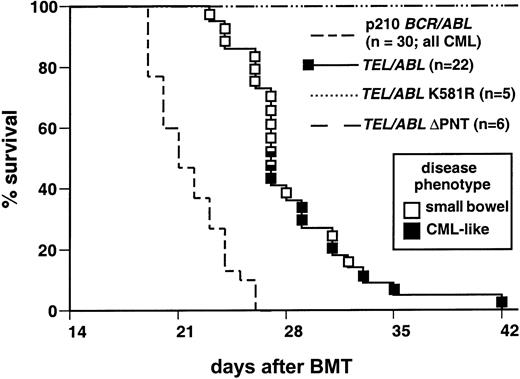 Fig. 3. Recipients of TEL-ABL–transduced bone marrow have increased survival compared with those givenBCR-ABL marrow. / Kaplan-Meier–style survival curve for recipients of bone marrow from donors treated with 5-flurouracil, with the marrow transduced with MSCVneo retrovirus expressing TEL-ABL (solid line) or p210 BCR-ABL (broken line). The number of recipients in each arm is shown in parentheses. The curve forBCR-ABL is a composite of data from previously described mice5 and additional mice given transplants concurrently with the TEL-ABL recipients. CML-like disease developed in all recipients in this arm. The square symbols indicate individualTEL-ABL recipient mice, with the disease phenotype of each designated by the shading (solid black indicates CML-like disease; and open indicates small-bowel necrosis with acute fatty liver). Mice with prominent histopathological features of both disease processes are indicated by multiply shaded symbols. The TEL-ABL curve is a composite of 3 independent transplantation experiments that yielded identical results. The difference in survival between recipients ofBCR-ABL–transduced and TEL-ABL–transduced marrow was significant (P < .0001 by Mantel-Cox test). All recipients of marrow transduced with TEL-ABL, ΔPNT, or K581R (large dashed or dotted lines) remained healthy.