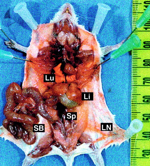 Fig. 4. Distinctive gross pathological features of TEL-ABL–induced SBS. / Prosected necropsy specimen from a mouse with SBS, showing an enlarged and distended small bowel (SB), pale liver (Li), and increased vascular prominence. The specimen has a lack of lung hemorrhages (Lu), a normal thymus and lymph nodes (LN), and minimal splenomegaly (Sp).