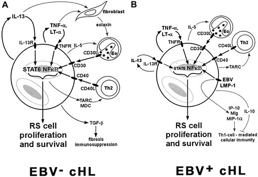 Fig. 1. A scenario for the role of cytokines in EBV− and EBV+ cHL. / RS cells commonly express TNFR family members such as TNFR, CD30, and CD40, and Th2 cytokines such as IL-13 and IL-5. (A) In cases of NSHL, which are typically EBV−, activation of NF-κB through TNFR family members and activation of STAT6 through IL-13 can contribute to RS cell proliferation and to the production of chemokines such as eotaxin, MDC, and TARC. These chemokines recruit Th2 cells and eosinophils (Eo) that constitute the characteristic reactive infiltrate. These reactive cells also contribute to RS cell proliferation through CD30L/CD30 and CD40L/CD40 interactions. (B) In EBV+ cases, which are predominantly MCHL, RS cell proliferation and recruitment of the reactive infiltrate are stimulated by many of the same pathways. The presence of EBV, however, provides another pathway for NF-κB activation through LMP-1 expression, and may lead to the development of a Th1 cell–mediated immune response through up-regulation of IP-10, Mig, and MIP-1α. However, this cell-mediated response appears to be ineffective, perhaps due to the production of IL-10 by surrounding cHL tissues.