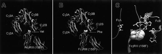 Fig. 1. Homology models of the Fc fragment of hIgG1. / The homology model has been developed using 1e4k.pdb in Brookhaven Protein Data Bank as a template.2 The modeling has been done with SwissPdbViewer and the SwissProt modeling server. The raytracing of the figure has been done using the program PovRay in SGI computer at Human Genome Center, Institute of Medical Science, the University of Tokyo. The models are superimposed onto 1e4k.pdb based on homology. Models are shown in β-strand, α-helical presentation connected with α-carbon trace. The side chains of Val158 and Phe158 are shown in space filling model. (A) Docking between FCGR3A-Val and hIgG1. (B) Docking between FCGR3A-Phe and hIgG1. (C) Details of amino acid residues close to 158F of FCGR3A-Phe molecules. The side chains of IgG1 molecule within 10Å from 158 Phe are shown in balls and sticks model.