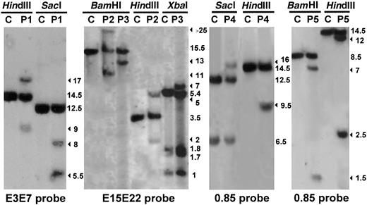 Fig. 1. Involvement of the MLL gene in T-ALL. / Southern blot analysis performed on genomic DNA extracted from leukemic cells from 5 patients with T-ALL (P1, P2, P3, P4, and P5) compared with human placenta used as a negative control (C). The enzymes used to digest the DNA are indicated. The filter was assayed for hybridization to the MLL PCR-amplified cDNA probes: E3E7 (nucleotides 3137-4125), E15E22 (nucleotides 5171-6130), and 0.85 (nucleotides 3750-4614); nucleotide numbering is with respect to the MLLcDNA sequence (Genbank accession no. NM_005933). The numbers indicate band size (kbp). The rearranged fragments are indicated by arrows. Southern blot analysis of the MLL gene revealed rearranged DNA fragments, with at least 2 restriction endonucleases in 5 of the 47 adults studied.