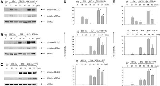 Fig. 2. Synergistic activation of ERK1/2 and p90RSK by SDF-1α in combination with other cytokines. / MO7e cells were incubated for the indicated time periods with SDF-1α (100 ng/mL), GM-CSF (10 ng/mL; GM), SLF (50 ng/mL), or TPO (50 ng/mL) each alone, or with the combination of SDF-1α plus one of these cytokines. Cell lysates were analyzed by Western blotting with phosphospecific antibodies to ERK1/2 (Thr202/Tyr204) or p90RSK (Ser381). The amount of p90RSK is shown as a loading control in the bottom panels. (A) SDF-1α plus GM-CSF. (B) SDF-1α plus SLF. (C) SDF-1α plus TPO. (D,E) Columns represent relative band intensities of phospho-ERK (D) and phospho-RSK (E) ± SD from 3 experiments. *P < .05 (greater than additive).