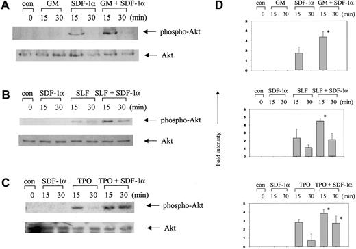 Fig. 3. Synergistic activation of Akt in MO7e cells by SDF-1α in combination with other cytokines. / Cell lysates were analyzed by Western blotting with phosphospecific antibodies to Akt (Ser473). The amount of total Akt is shown as a loading control in the bottom panels. (A) SDF-1α plus GM-CSF. (B) SDF-1α plus SLF. (C) SDF-1α plus TPO. (D) Columns represent relative band intensities of phospho-Akt ± SD from 3 experiments. *P < .05 (greater than additive).