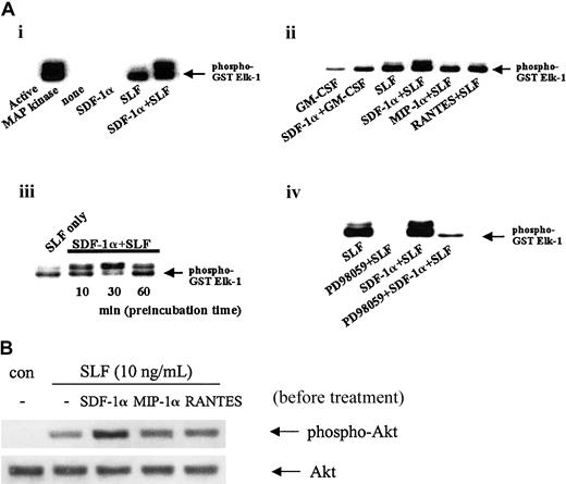 Fig. 5. Enhanced activation of MAPK and Akt signaling by pretreatment of MO7e cells with SDF-1α. / Factor-starved MO7e cells were preincubated with or without 100 ng/mL of either SDF-1α, MIP-1α, or RANTES for 30 minutes or the indicated periods of time (Aiii), followed by treatment with 10 ng/mL SLF or 1 ng/mL GM-CSF for 5 minutes. In some experiments, cells were pretreated with PD98059 for 1 hour before SLF treatment (Aiv). (A) ERK immunoprecipitates obtained from total cell lysate using anti–phospho-ERK mAb were subjected to MAPK activity assay as described in “Materials and methods.” Recombinant active MAPK (20 ng) was included as a positive control (Ai). These results are representative of 3 independent experiments. (B) Phosphorylation levels of Akt were determined by Western blotting with phosphospecific antibodies to Akt (Ser473). The amount of total Akt is shown as a loading control in the bottom panels of B. This is a representative of 3 separate experiments with similar results.
