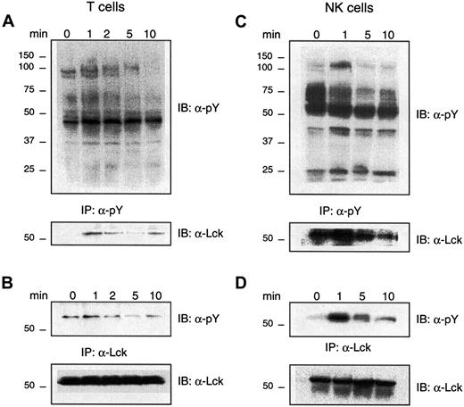 Fig. 2. Effect of CXCL12 on tyrosine phosphorylation of Lck in lymphocytes. / CXCL12 induces tyrosine phosphorylation of Lck in lymphocytes. (A) (B) Lysates from T cells (4 × 107/mL) unstimulated (0) or stimulated with CXCL12 (200 ng/mL) for the indicated times, were immunoprecipitated (IP) with antiphosphotyrosine antibody (panel A) or anti-Lck (panel B) and immunoblotted with an antibody against phosphotyrosine (upper panels). The filters were stripped and reimmunoblotted with an antibody against Lck (lower panels). Representative for 4 independent experiments. (C) (D) Lysates from NK cells (4 × 107/mL) either unstimulated (0) or stimulated with CXCL12 (80 ng/mL) for the indicated times, were immunoprecipitated with either an antiphosphotyrosine antibody (panel C) or an anti-Lck antibody (panel D) and immunoblotted with an antibody against phosphotyrosine (upper panels). The filters were stripped and reimmunoblotted with an antibody against Lck (lower panels). Representative of 4 independent experiments.